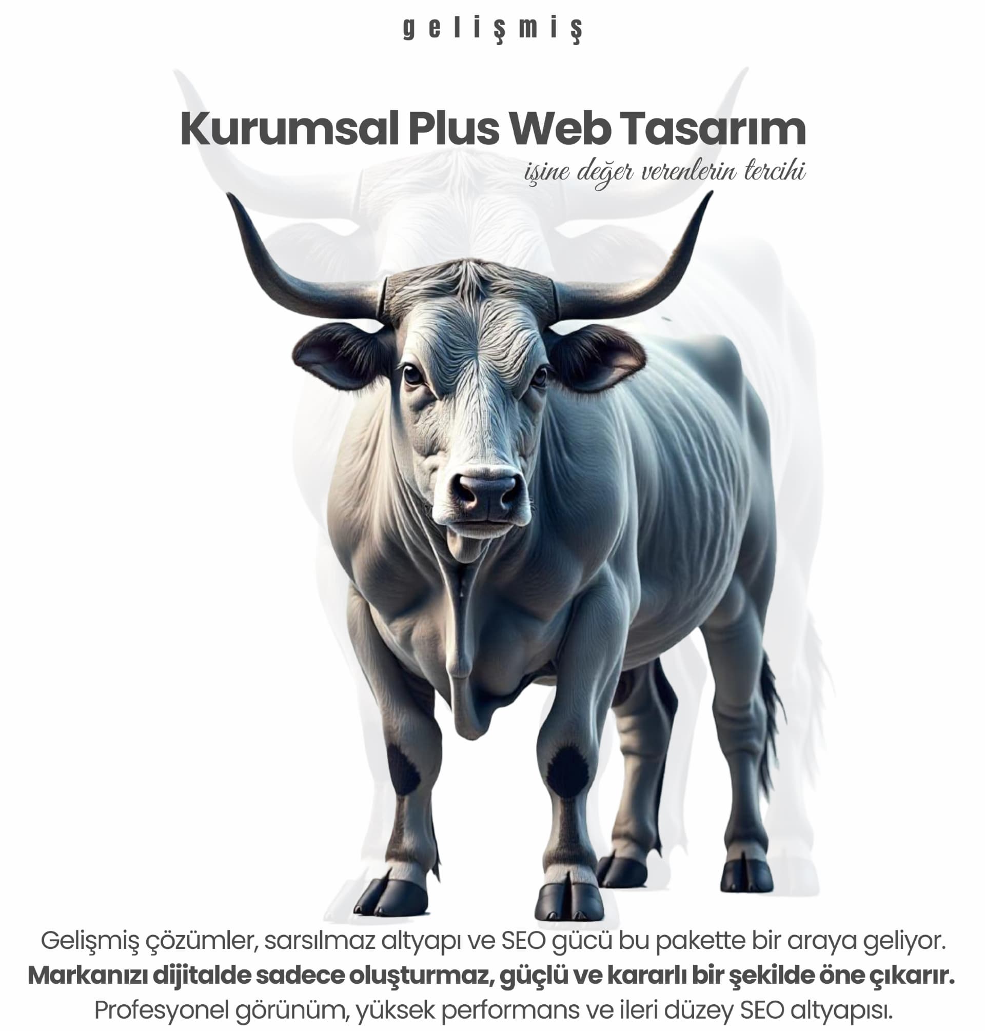 Kurumsal Plus Web Tasarım